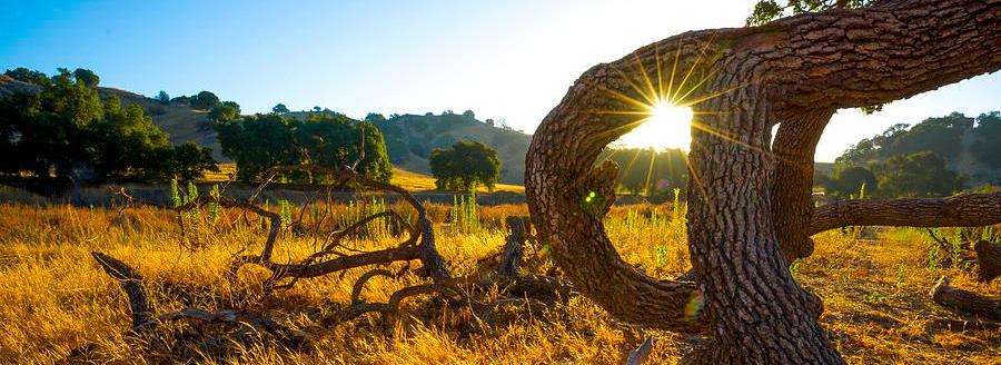 Beautiful Southern Californian landscape in soft afternoon light. We love our nature here in Southern California. and we enjoy it best with firewood from local sources.