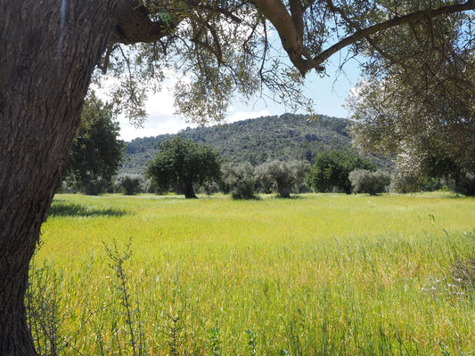 The Olive Tree: 8,000 Years From the Ancient World to Your Fireplace (and Your Grill)
